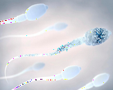 51岁借卵,移植失败后胚胎排出来的样子？着床成功后出血图片？