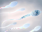 51岁借卵,移植失败后胚胎排出来的样子？着床成功后出血图片？